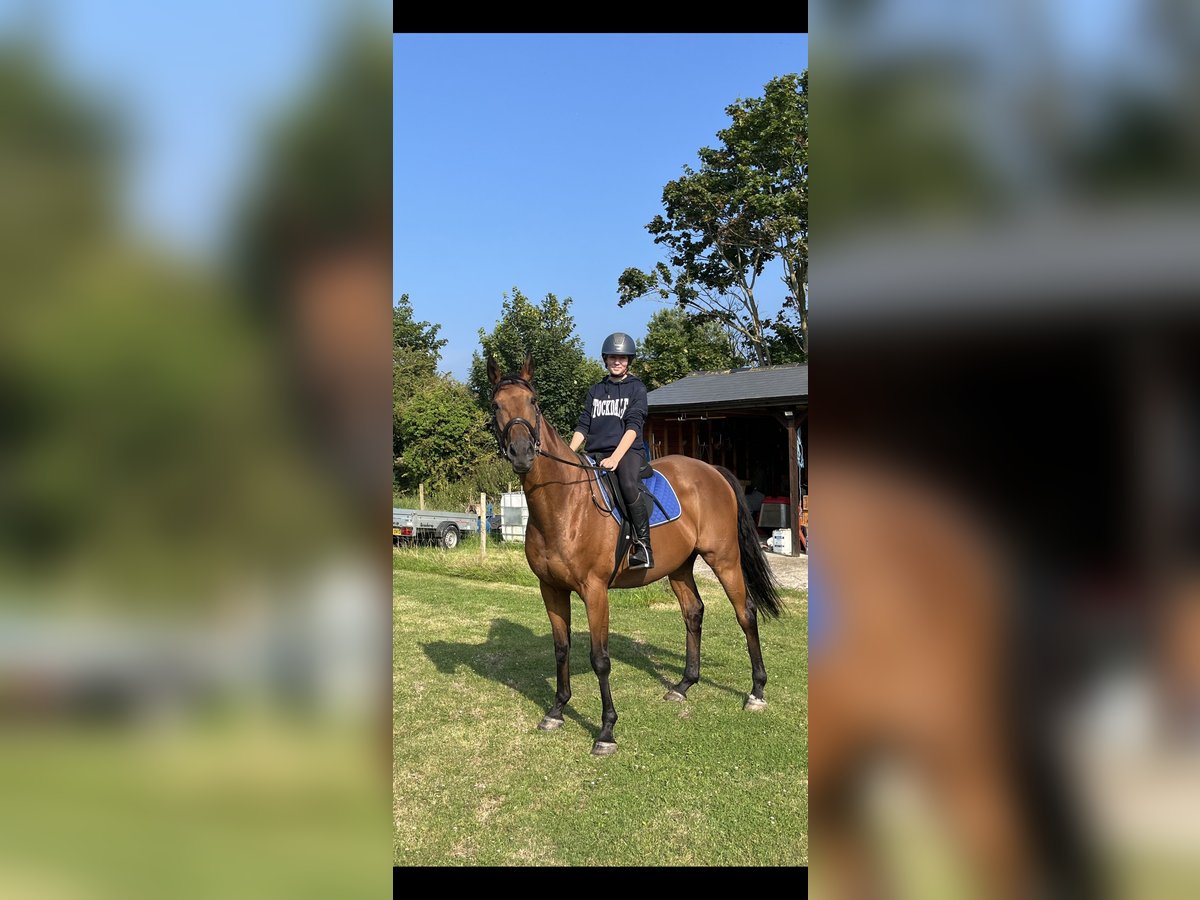 Engelskt fullblod Valack 12 år 163 cm Brun in Kent