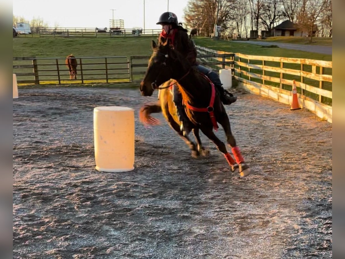 Engelskt fullblod Valack 16 år 152 cm Mörkbrun in finksburg maryland