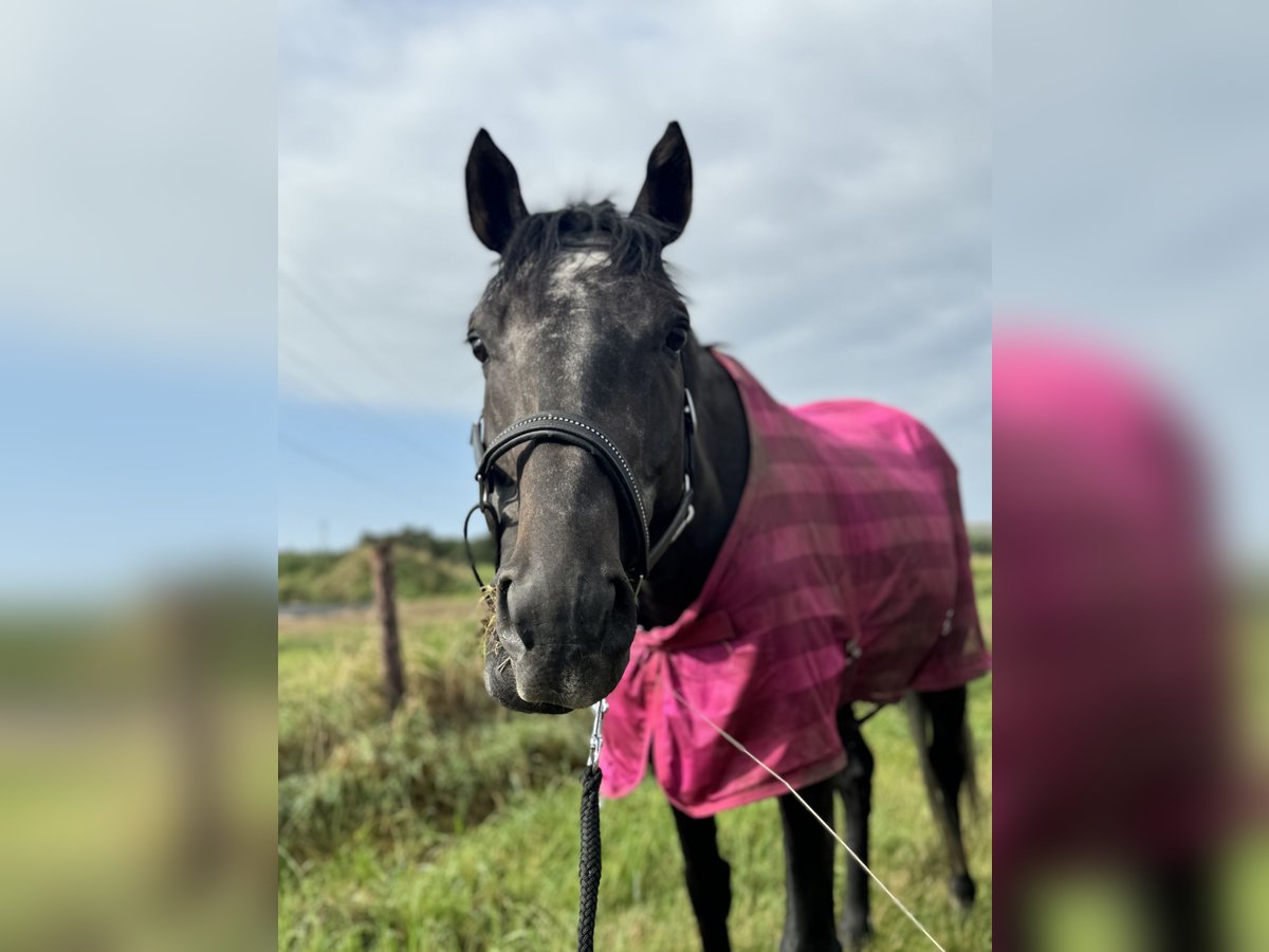 Engelskt fullblod Valack 5 år 170 cm in Kempen