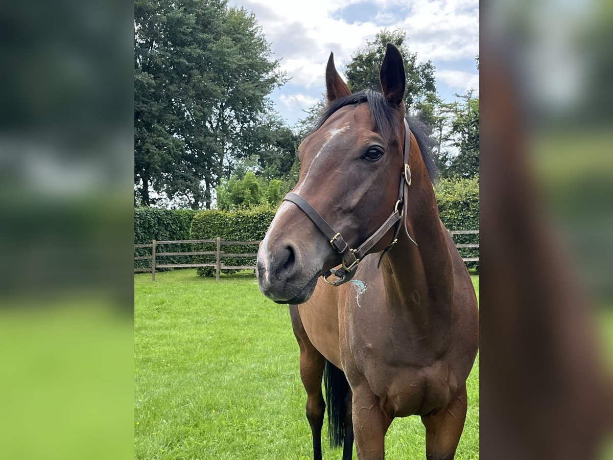 Engelskt fullblod Valack 6 år 163 cm Mörkbrun in Visbek