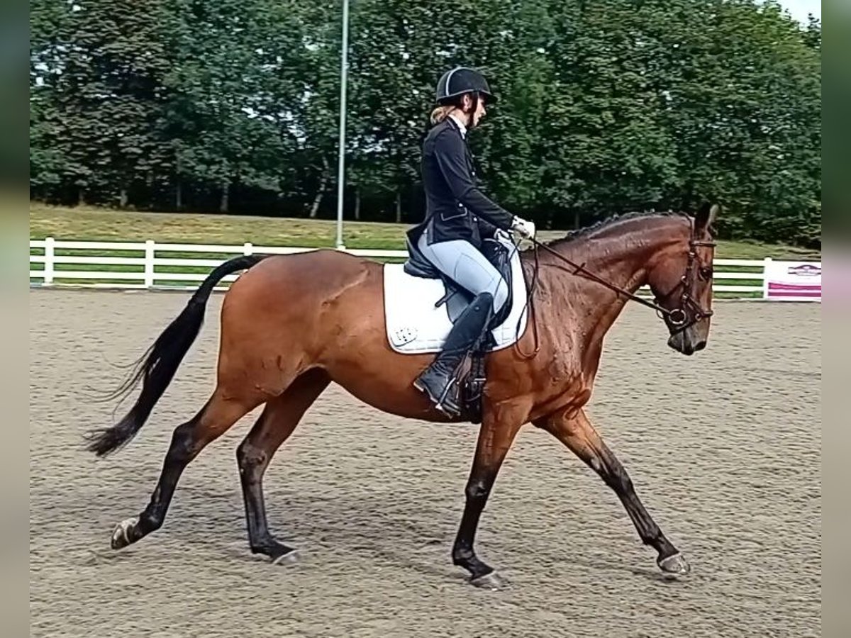 Engelskt fullblod Valack 6 år 165 cm Mörkbrun in Maidenhead