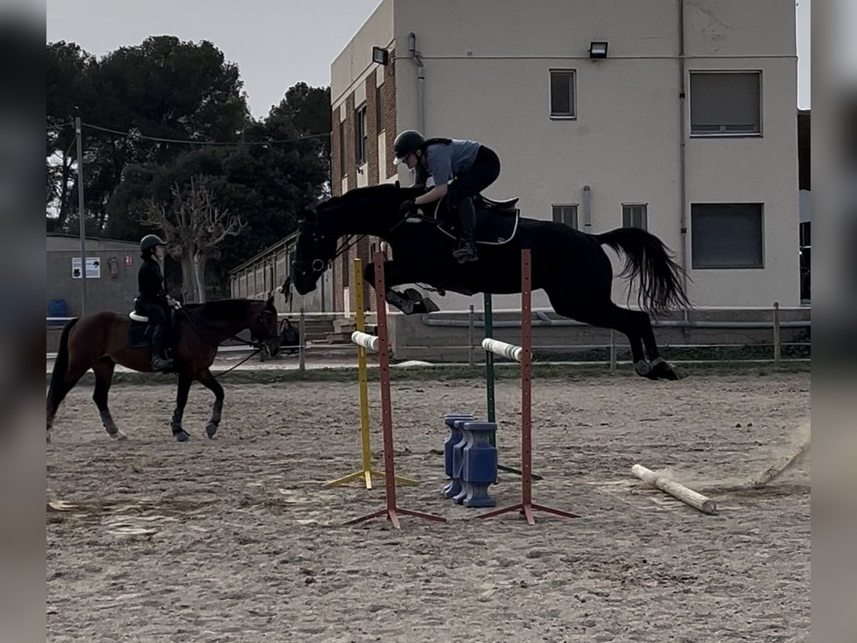 Engelskt fullblod Valack 8 år 170 cm Svart in Terrassa