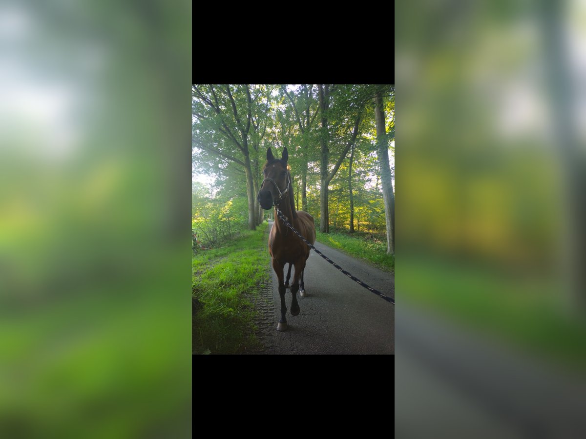 Engelskt fullblod Valack 9 år 167 cm Brun in Olst