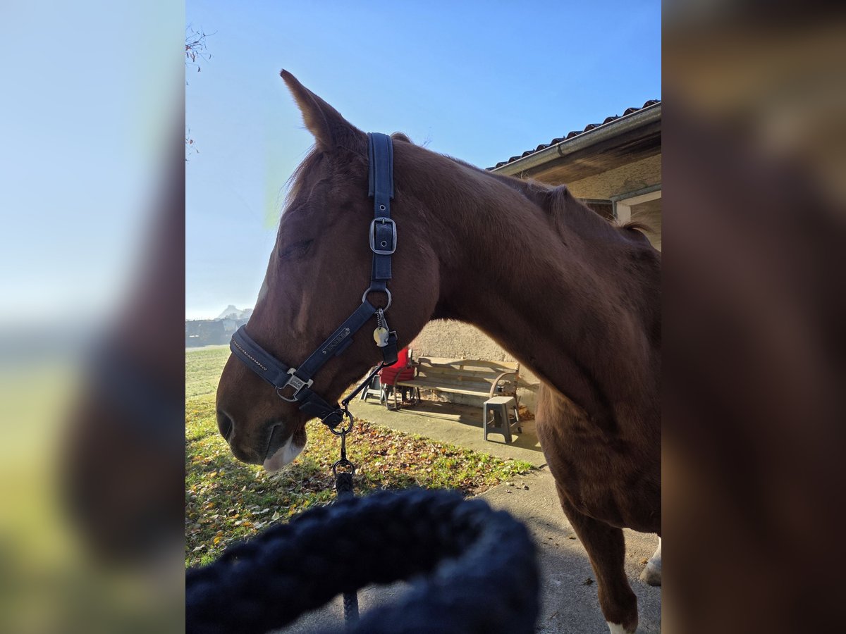 Englisches Vollblut Hengst 14 Jahre 173 cm Fuchs in M&#xFC;hlhausen-Ehingen