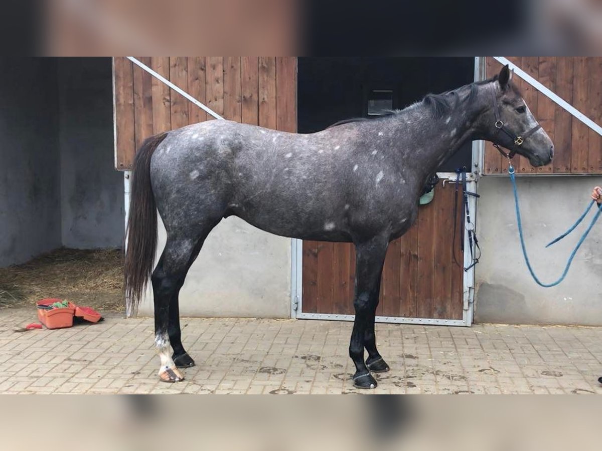 Englisches Vollblut Hengst 3 Jahre 175 cm Rappschimmel in Gyömrő