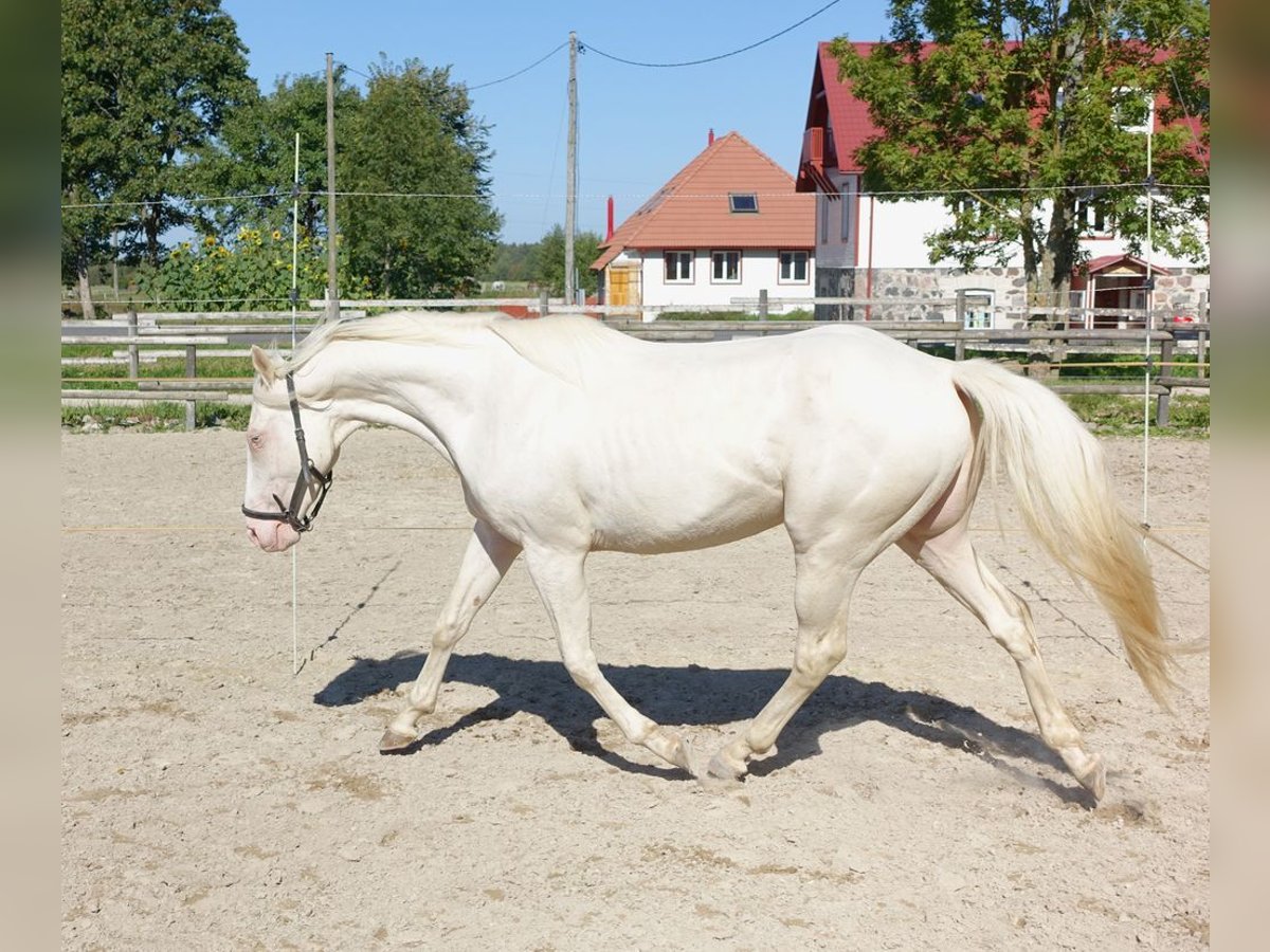 Englisches Vollblut Hengst 4 Jahre 156 cm Cremello in Ruila