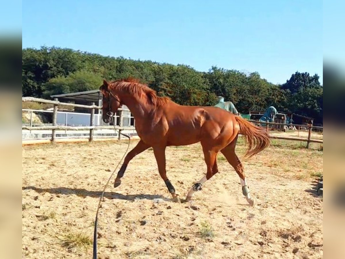 Englisches Vollblut Hengst 4 Jahre 165 cm Dunkelfuchs in Gyömrő