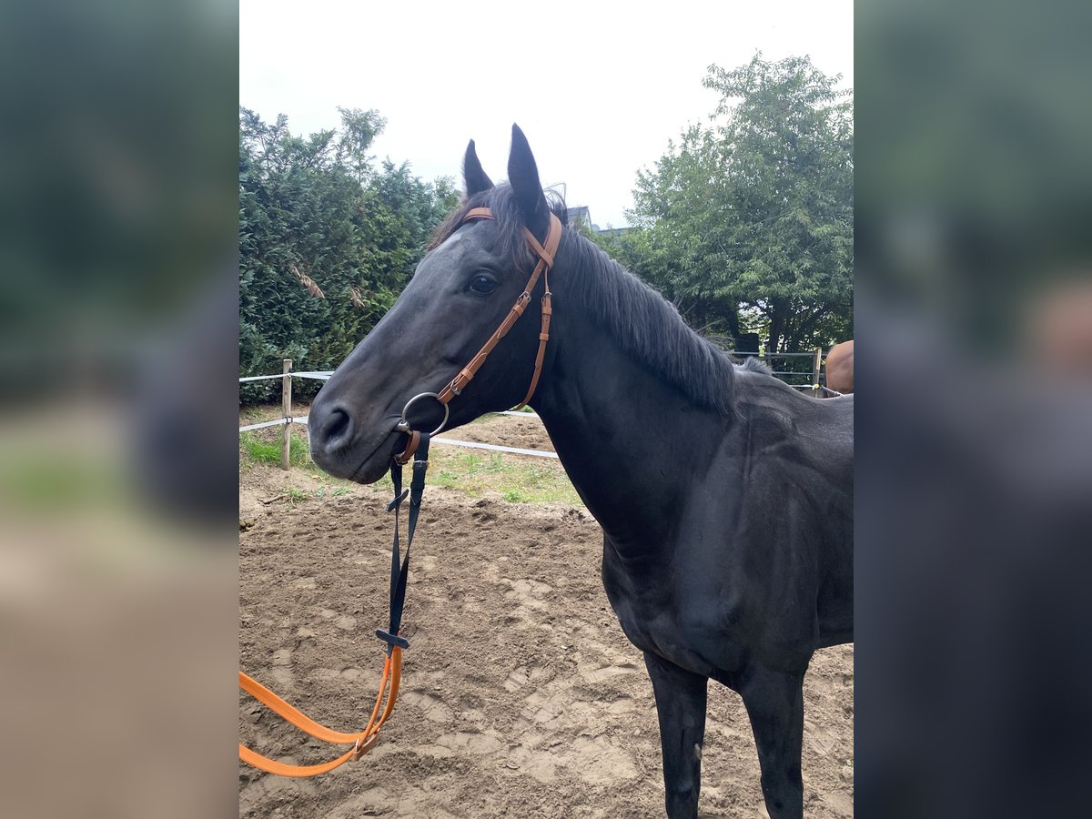 Englisches Vollblut Hengst 7 Jahre 162 cm Rappe in Wedemark