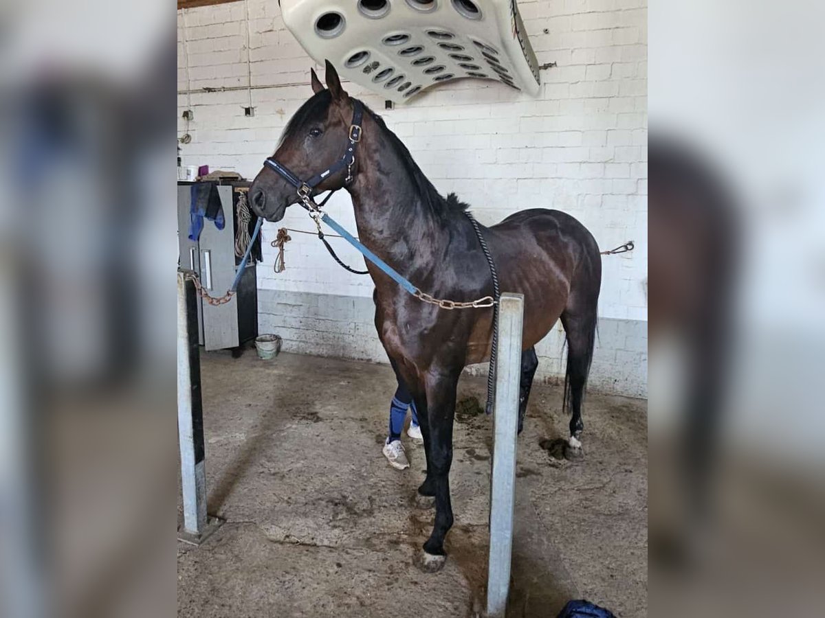 Englisches Vollblut Hengst 7 Jahre 165 cm Brauner in Kierspe