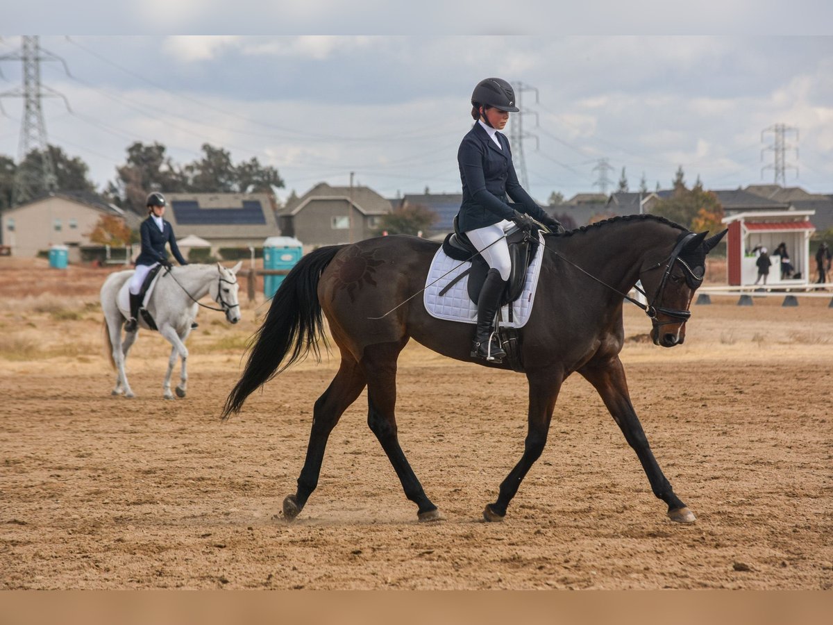 Englisches Vollblut Stute 10 Jahre 163 cm Rotbrauner in Grass Valley