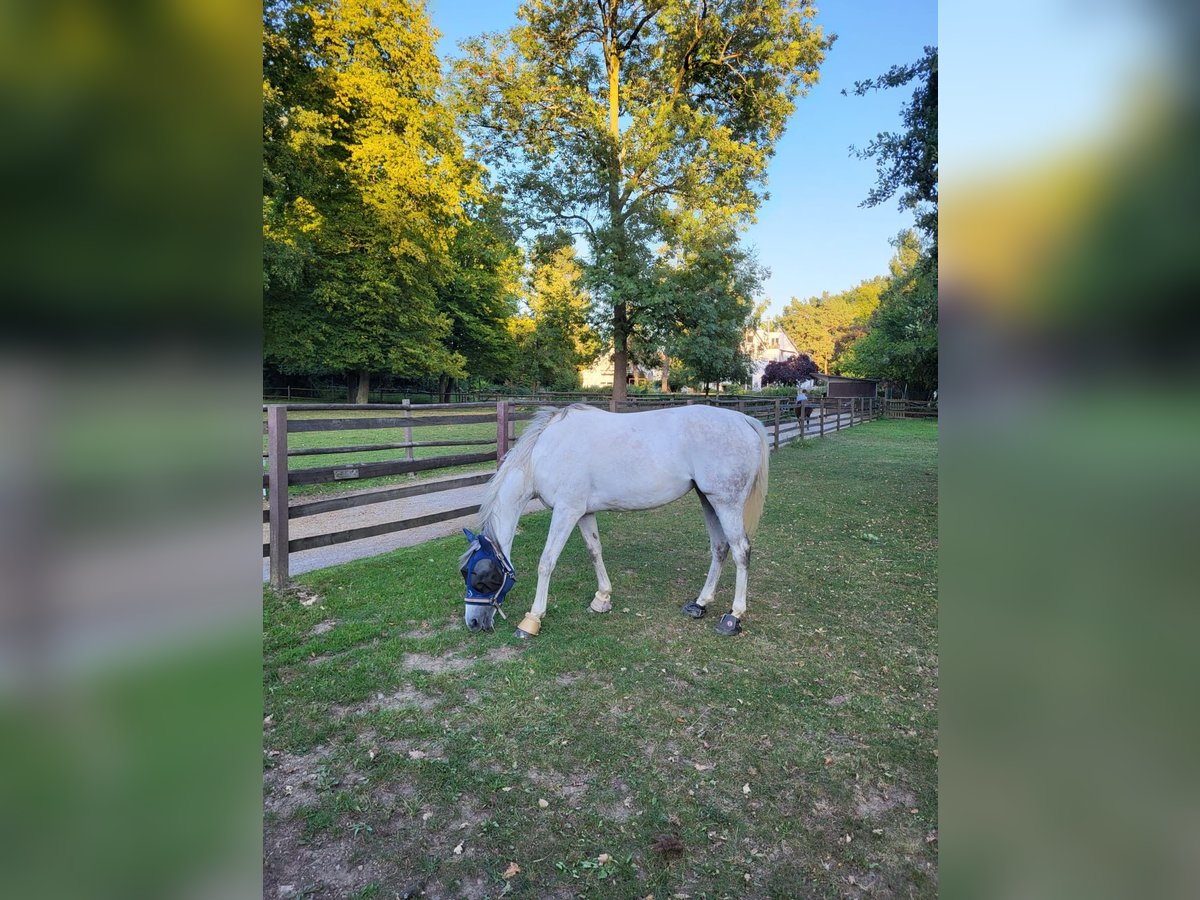 Englisches Vollblut Mix Stute 10 Jahre 164 cm Apfelschimmel in K&#xF6;ln