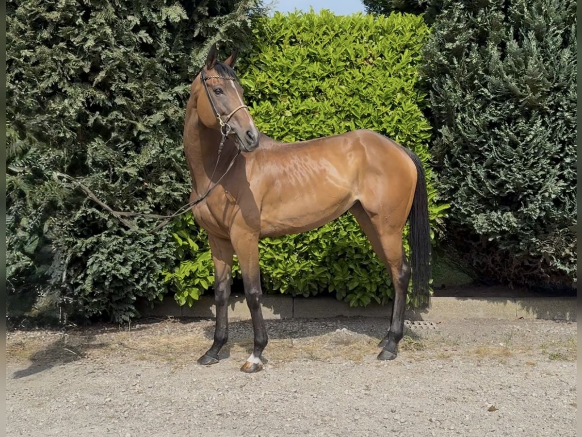 Englisches Vollblut Stute 11 Jahre 162 cm Brauner in Oud Gastel