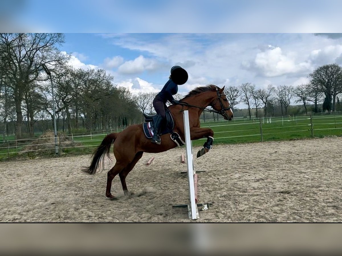 Englisches Vollblut Stute 11 Jahre 162 cm Fuchs in Westoverledingen