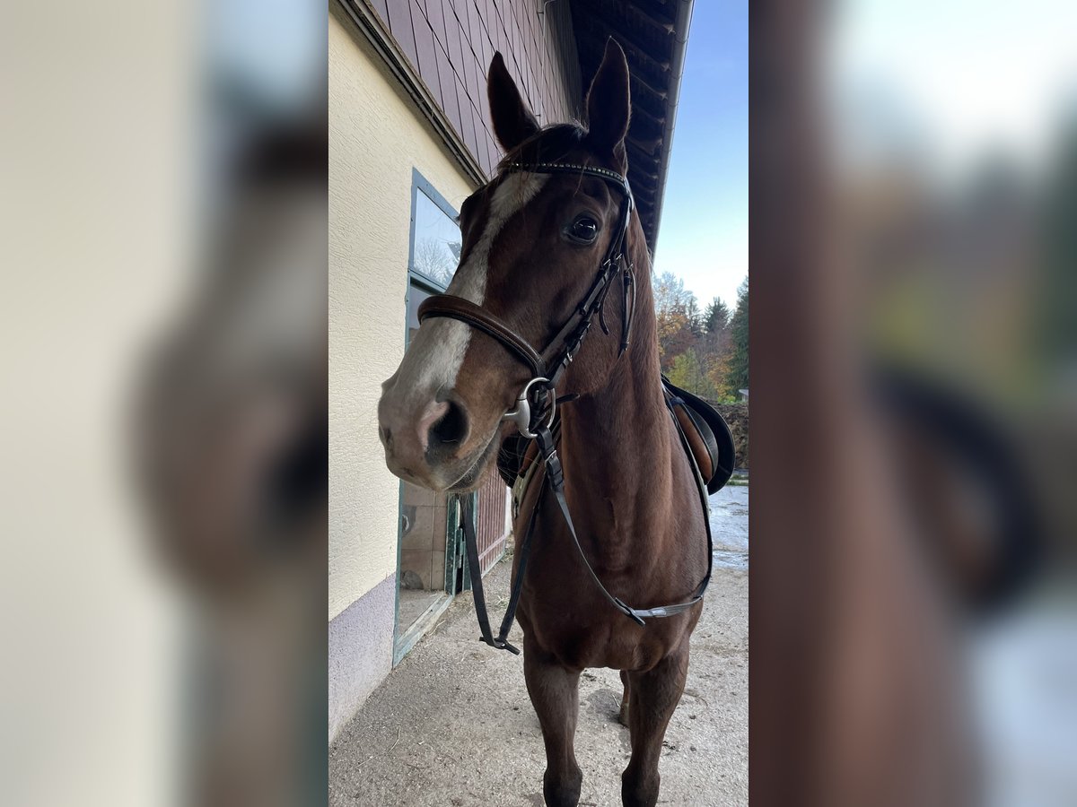 Englisches Vollblut Stute 11 Jahre 167 cm Dunkelfuchs in Seeham