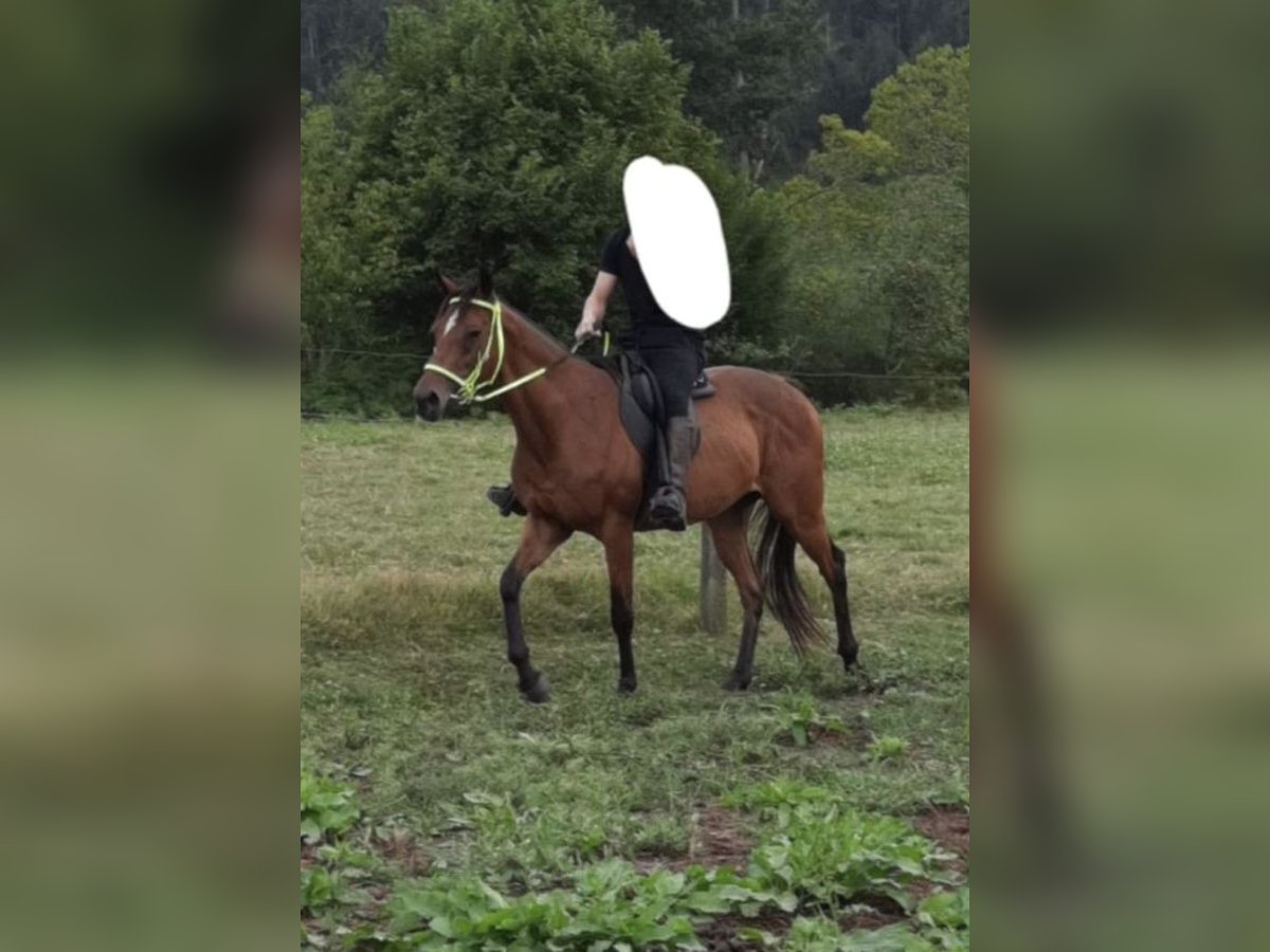 Englisches Vollblut Stute 13 Jahre 158 cm in Rodeiro (San Vicente)