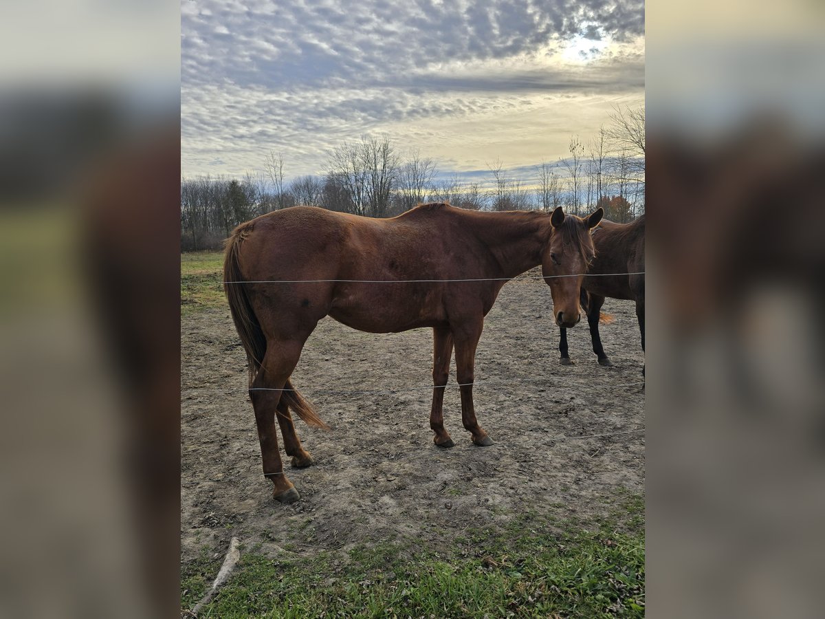 Englisches Vollblut Stute 13 Jahre 163 cm Dunkelfuchs in Capac Michigan