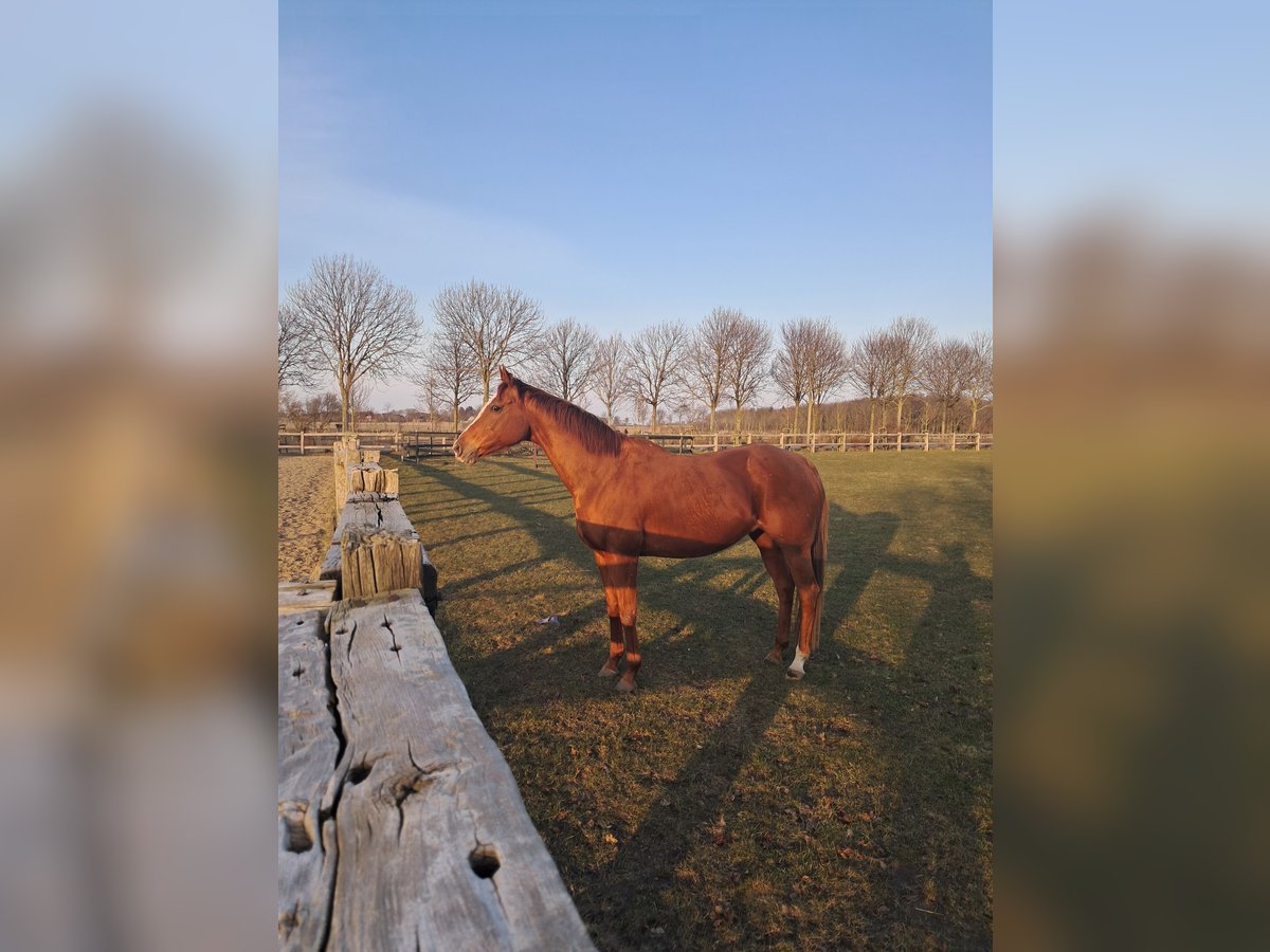 Englisches Vollblut Stute 13 Jahre 163 cm Fuchs in Alkersum