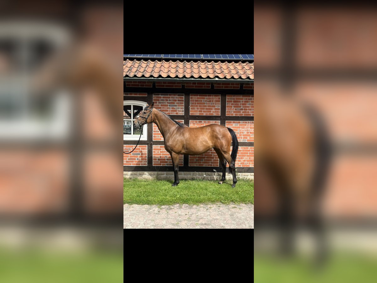 Englisches Vollblut Stute 13 Jahre 165 cm Brauner in Bad Fallingbostel