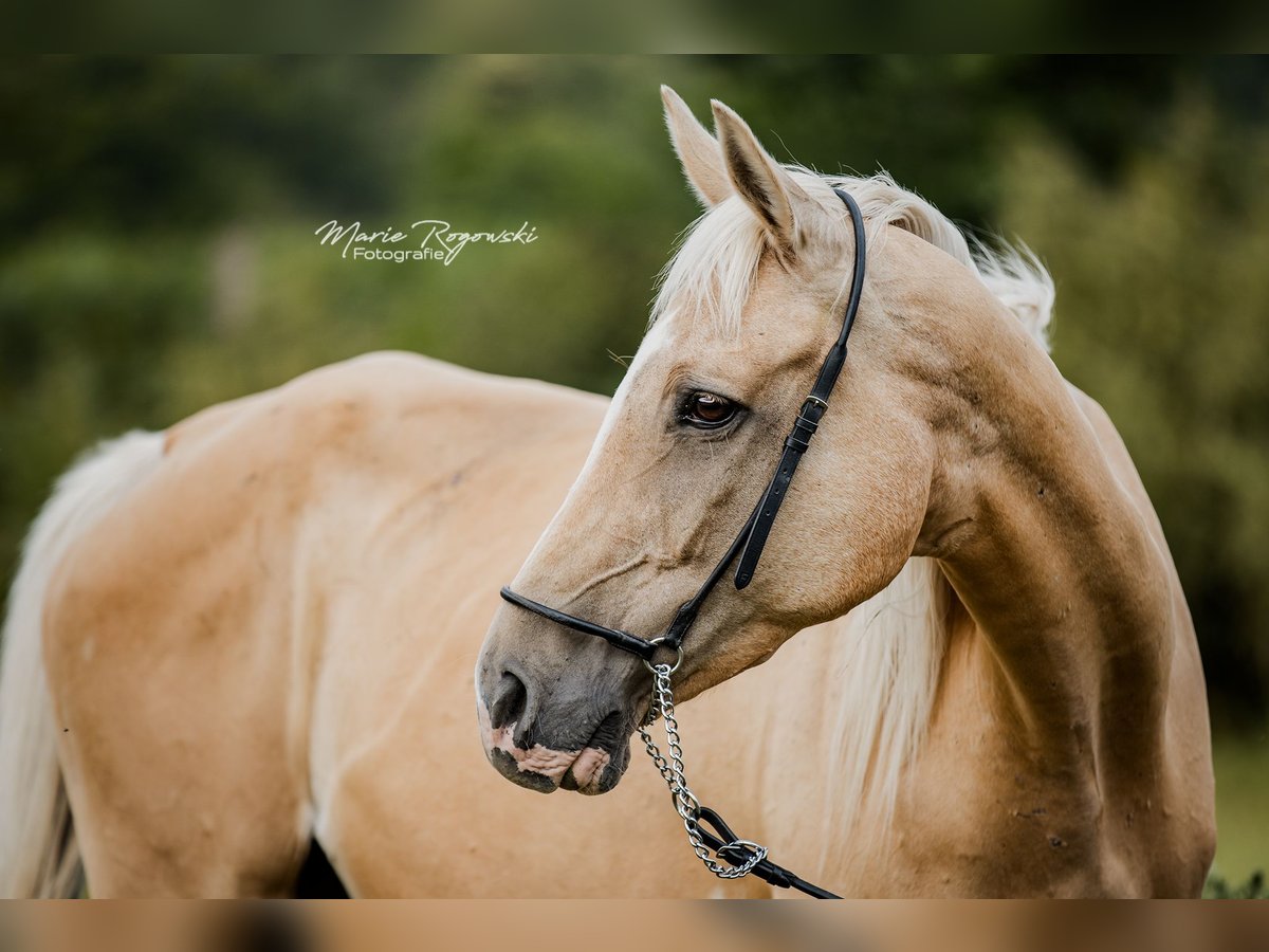 Englisches Vollblut Stute 14 Jahre 162 cm Palomino in Beaumont pied-de-boeuf