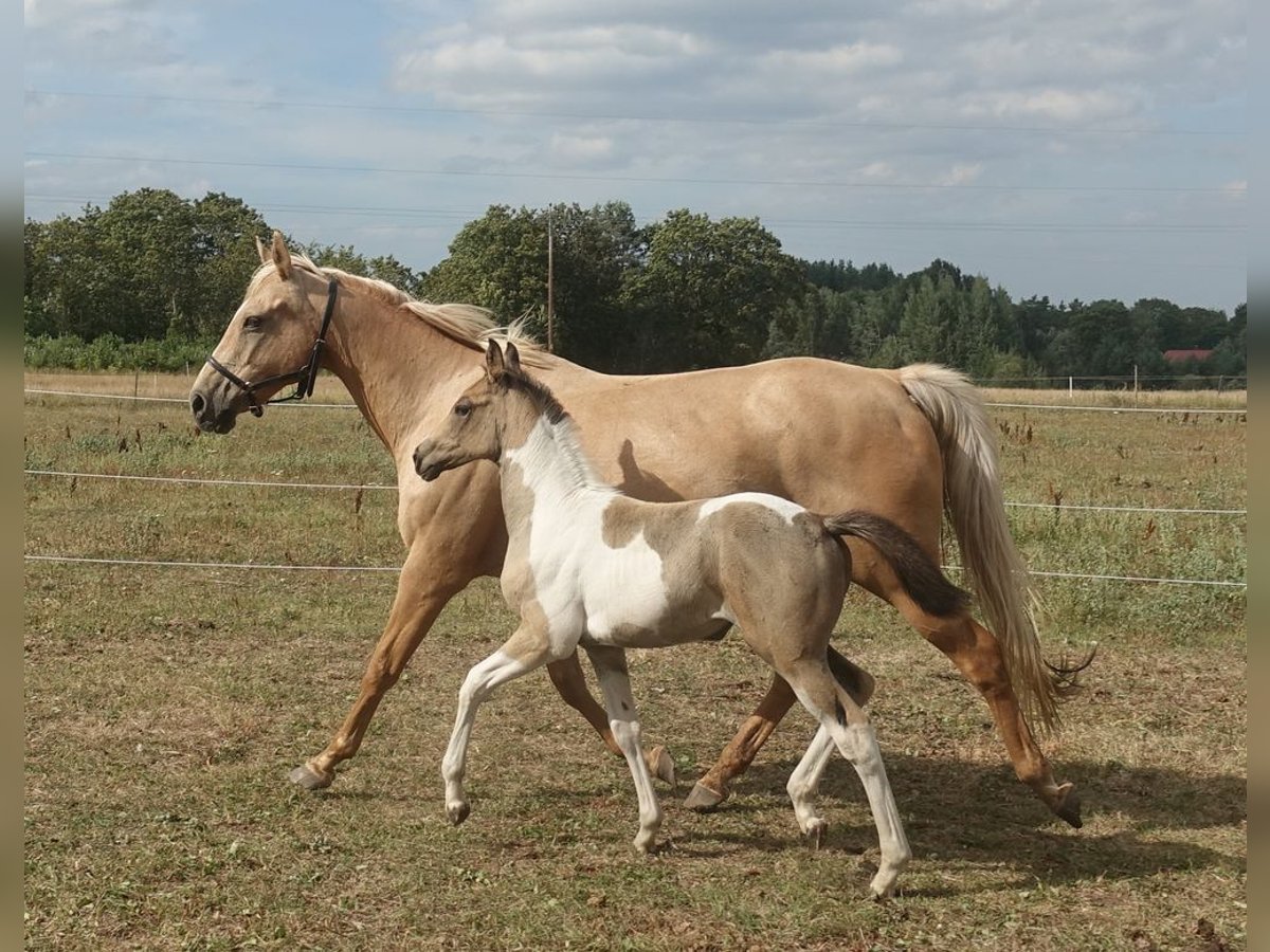 Englisches Vollblut Stute 18 Jahre 157 cm Palomino in Ruila