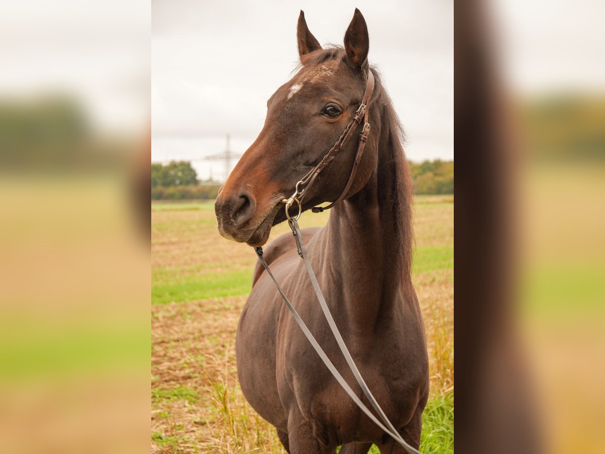 Englisches Vollblut Stute 20 Jahre 158 cm Dunkelbrauner in Friedberg Dorheim
