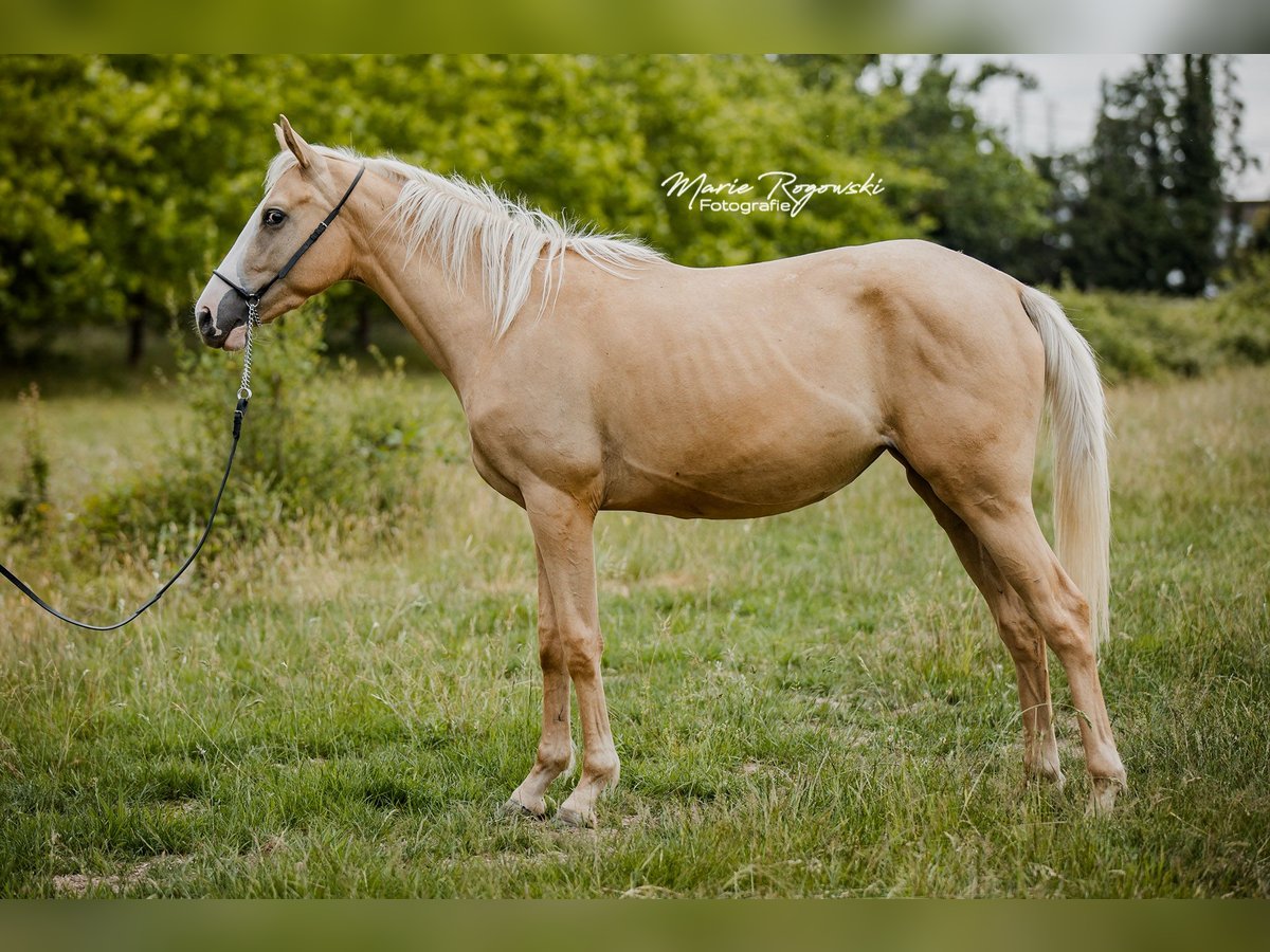 Englisches Vollblut Stute 3 Jahre 156 cm Palomino in Beaumont-Pied-de-Buf