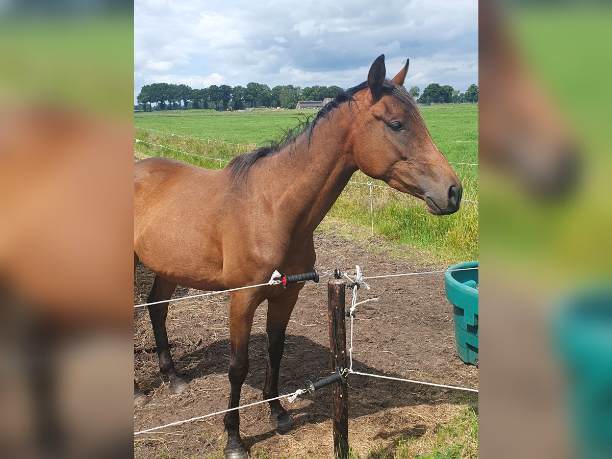 Englisches Vollblut Stute 3 Jahre 160 cm Dunkelbrauner in Geesbrug