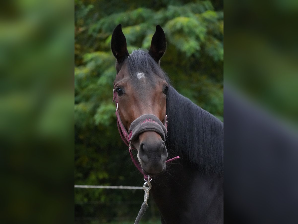 Englisches Vollblut Stute 3 Jahre 165 cm Brauner in Neuenhagen bei Berlin