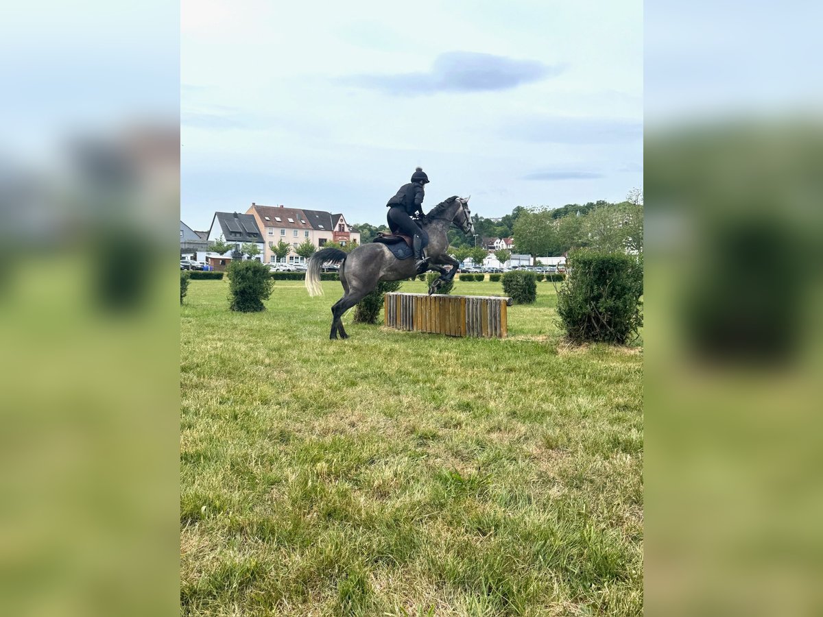 Englisches Vollblut Stute 4 Jahre 163 cm Schimmel in Zweibr&#xFC;cken