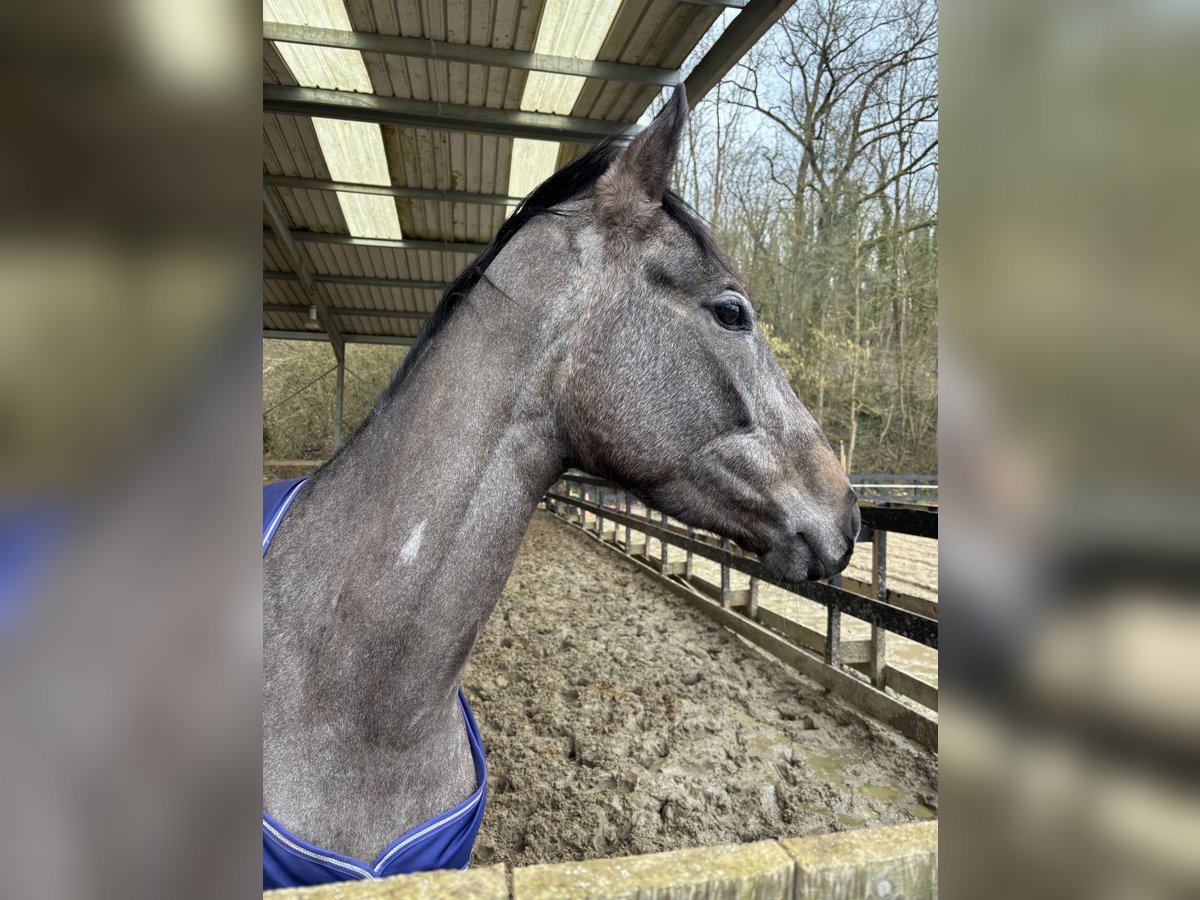 Englisches Vollblut Stute 4 Jahre 164 cm Schimmel in Sammeron