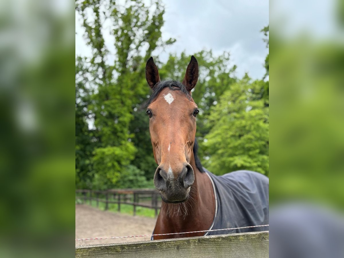 Englisches Vollblut Stute 4 Jahre 168 cm in Neuenhagen
