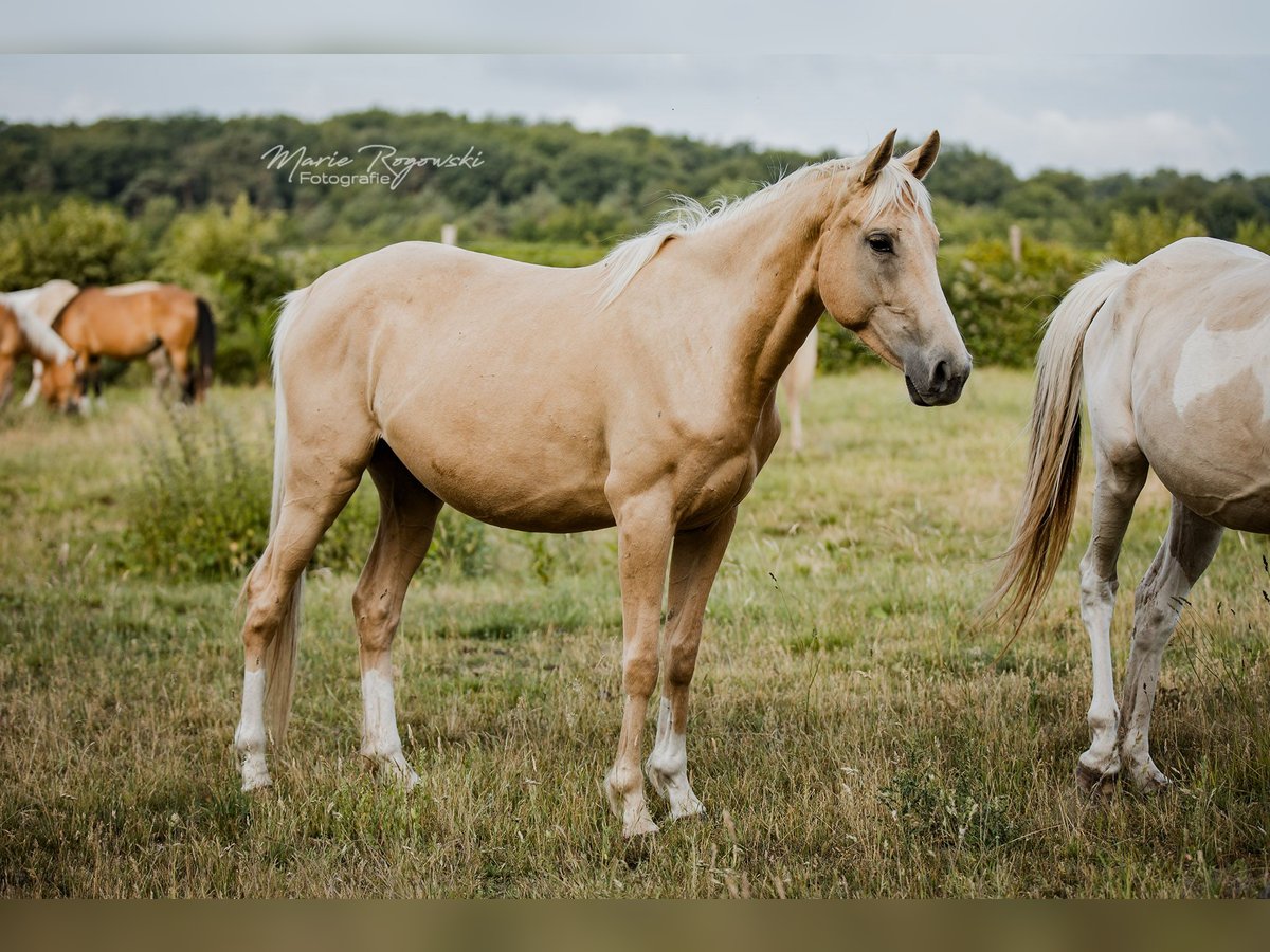 Englisches Vollblut Stute 5 Jahre 151 cm Palomino in Beaumont-Pied-de-Buf