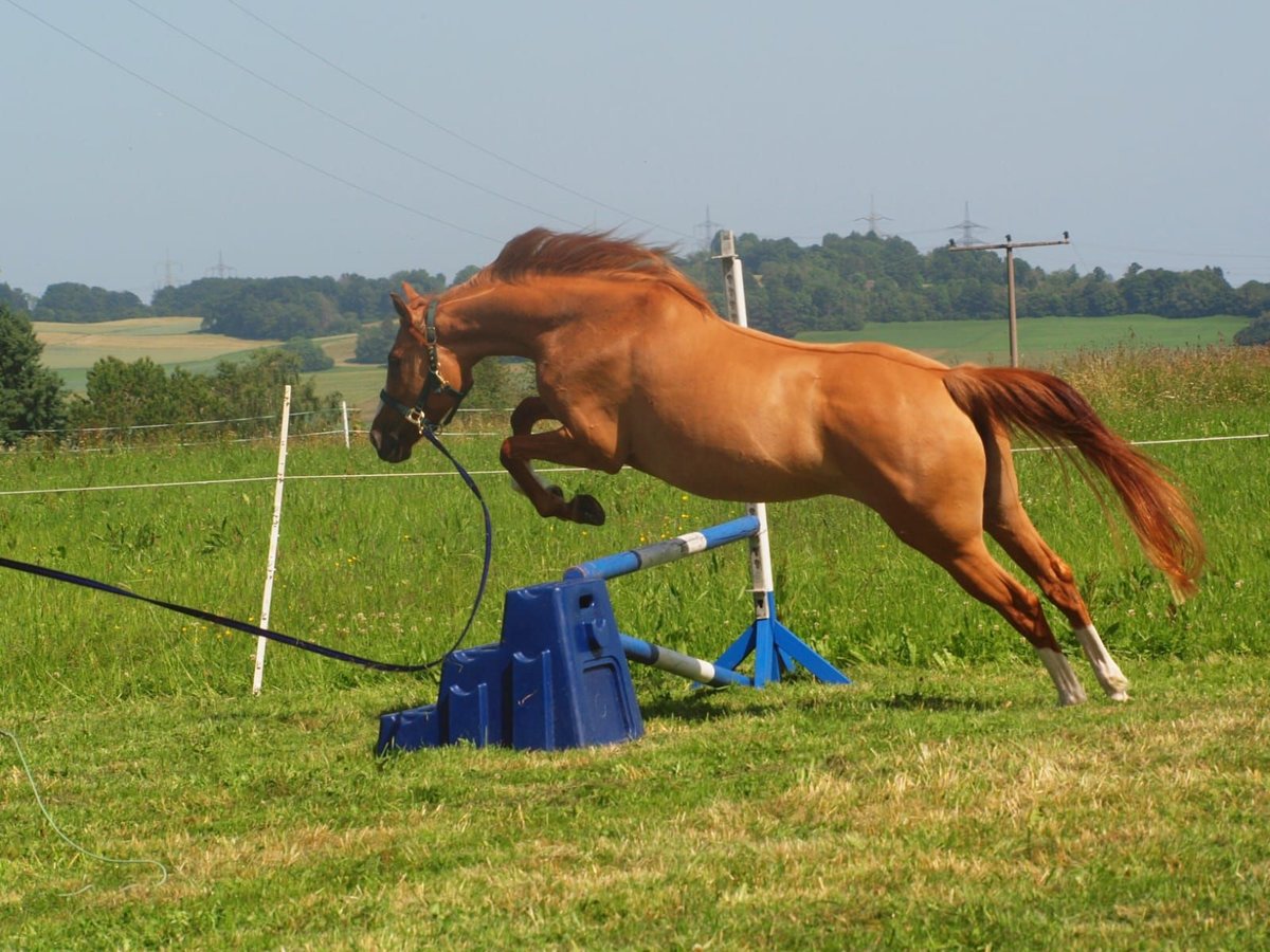 Englisches Vollblut Mix Stute 5 Jahre 154 cm Fuchs in Albbruck