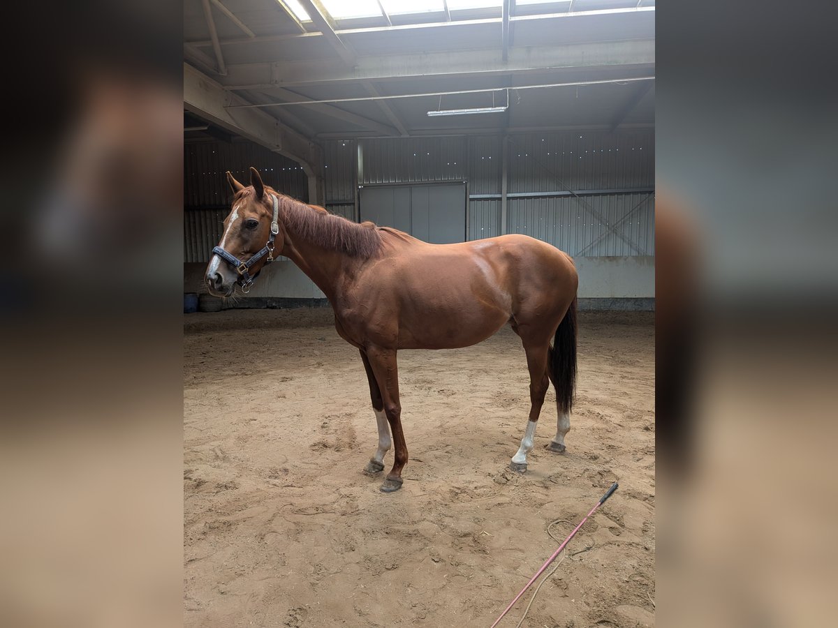 Englisches Vollblut Stute 5 Jahre 155 cm Fuchs in Dohna