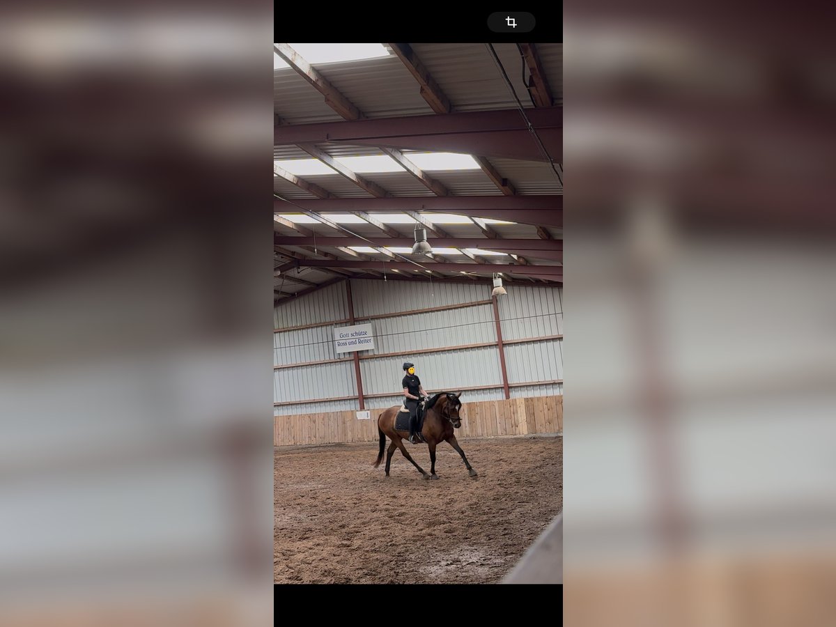 Englisches Vollblut Stute 5 Jahre 160 cm Brauner in Papenburg
