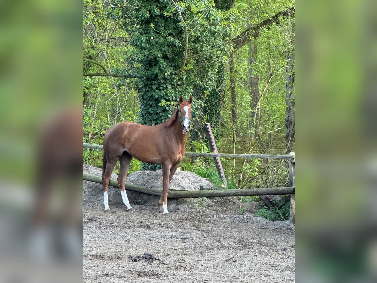 Englisches Vollblut Stute 5 Jahre 160 cm Fuchs in Hamburg Lemsahl-MellingstedtHamburg