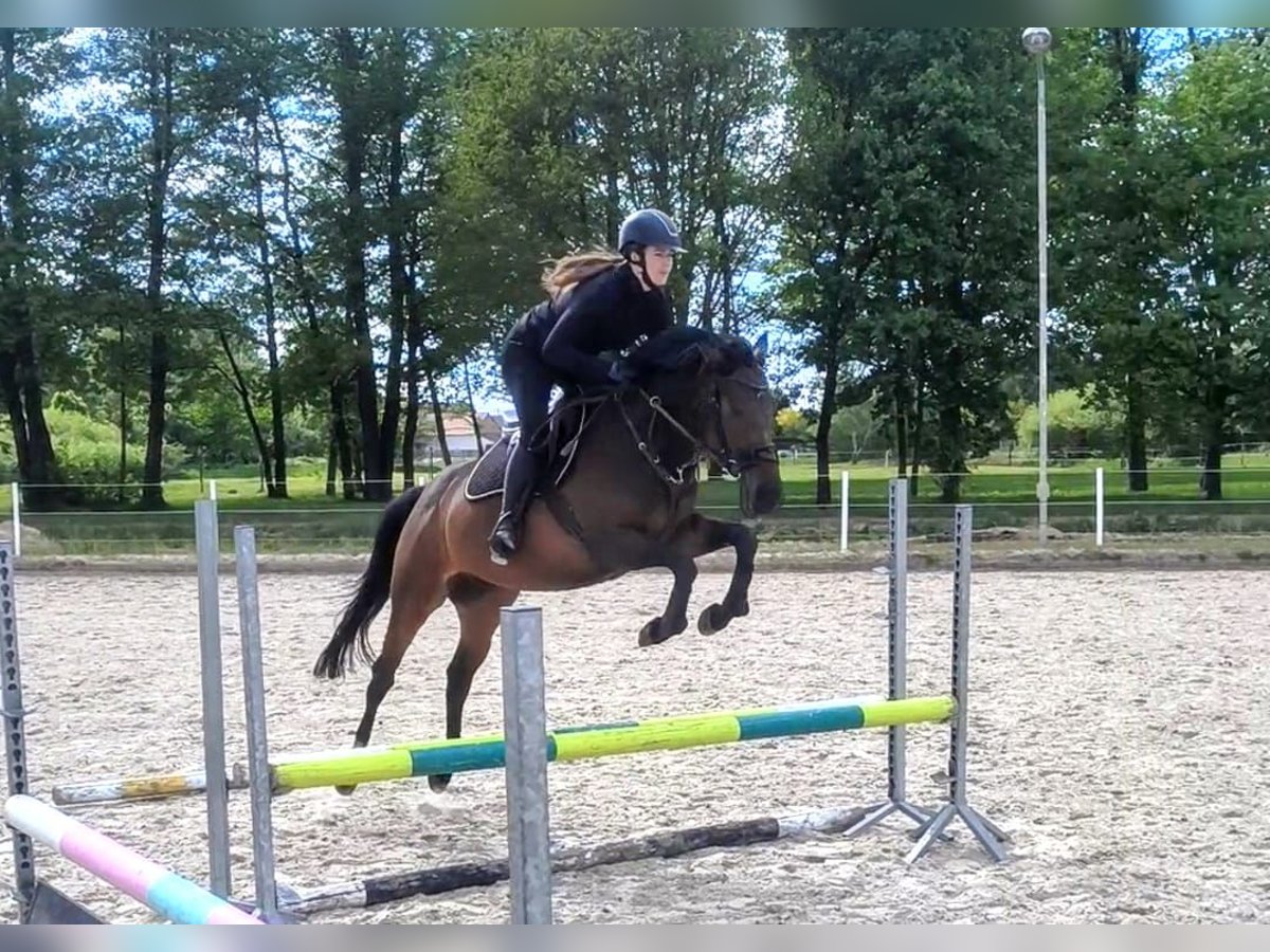 Englisches Vollblut Stute 5 Jahre 163 cm Brauner in Brynica