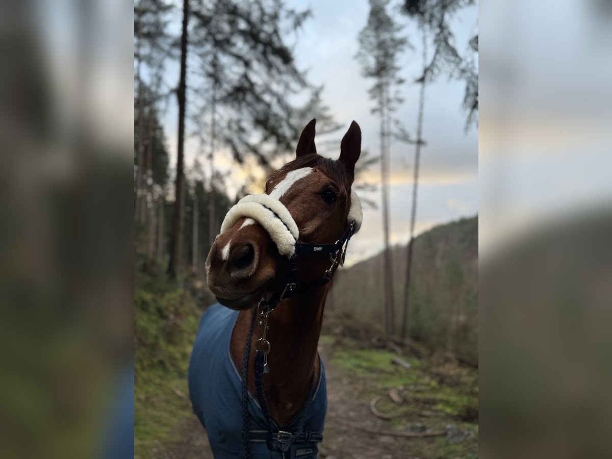 Englisches Vollblut Stute 5 Jahre 163 cm Fuchs in Hinterweidenthal