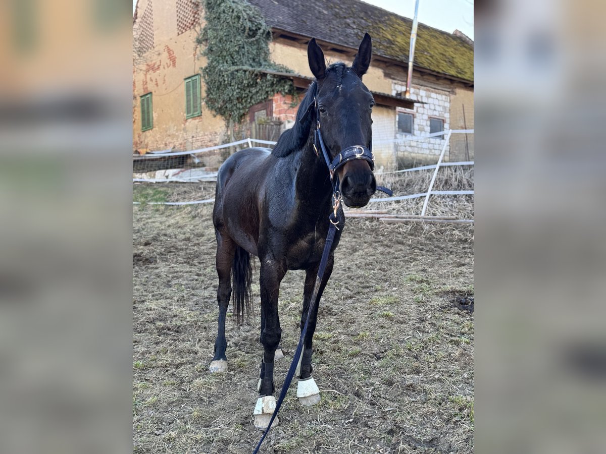 Englisches Vollblut Stute 5 Jahre 163 cm Schwarzbrauner in Krennach