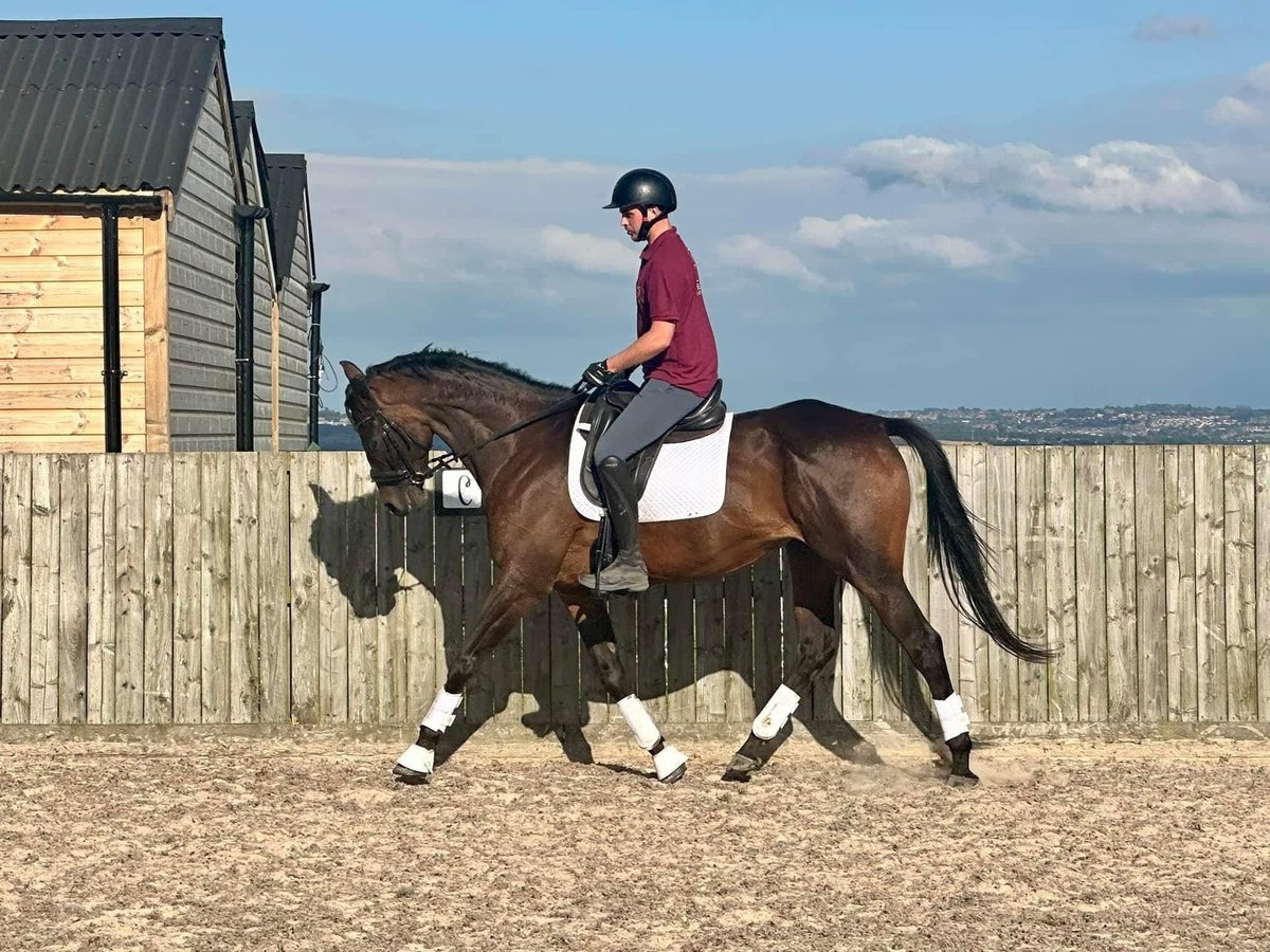 Englisches Vollblut Stute 5 Jahre 168 cm Rotbrauner in Horsley