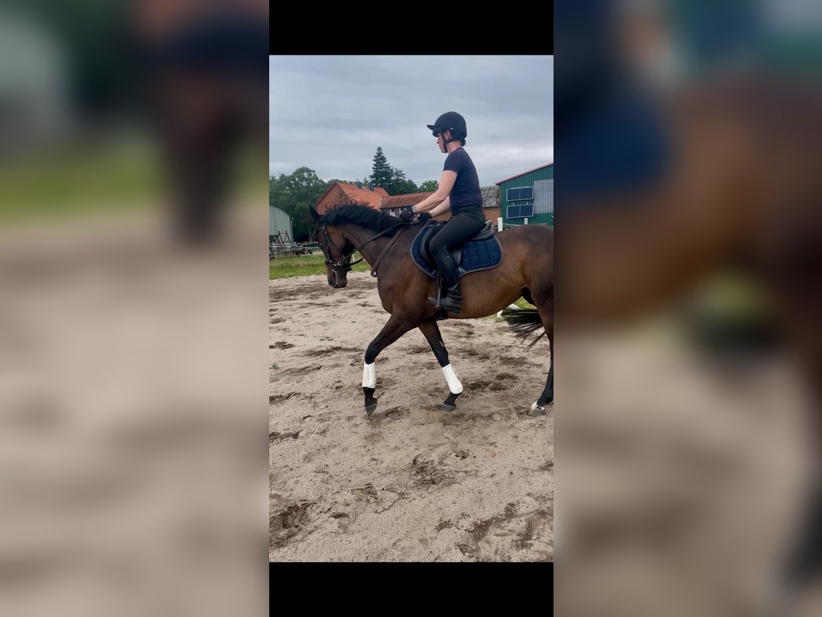 Englisches Vollblut Stute 6 Jahre 159 cm Dunkelbrauner in Suderburg