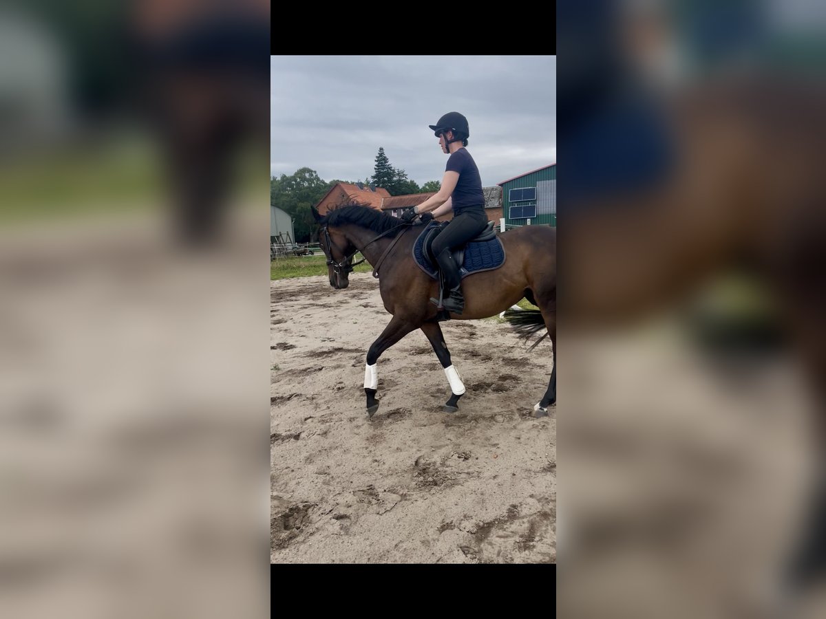 Englisches Vollblut Stute 6 Jahre 159 cm Dunkelbrauner in Suderburg