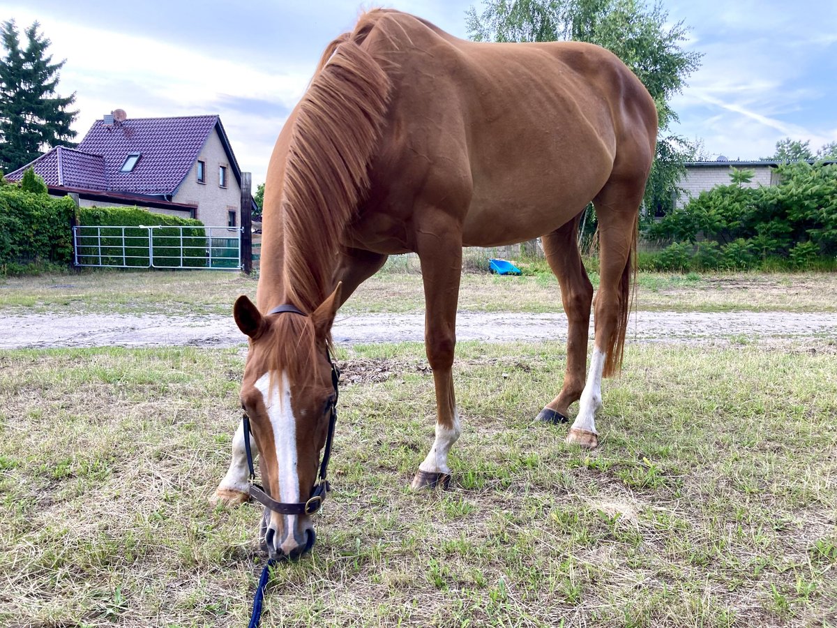 Englisches Vollblut Stute 6 Jahre 160 cm Fuchs in Altlandsberg