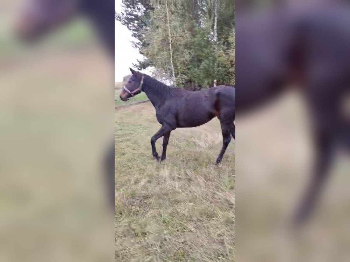 Englisches Vollblut Stute 6 Jahre 163 cm Schwarzbrauner in Piaseczno