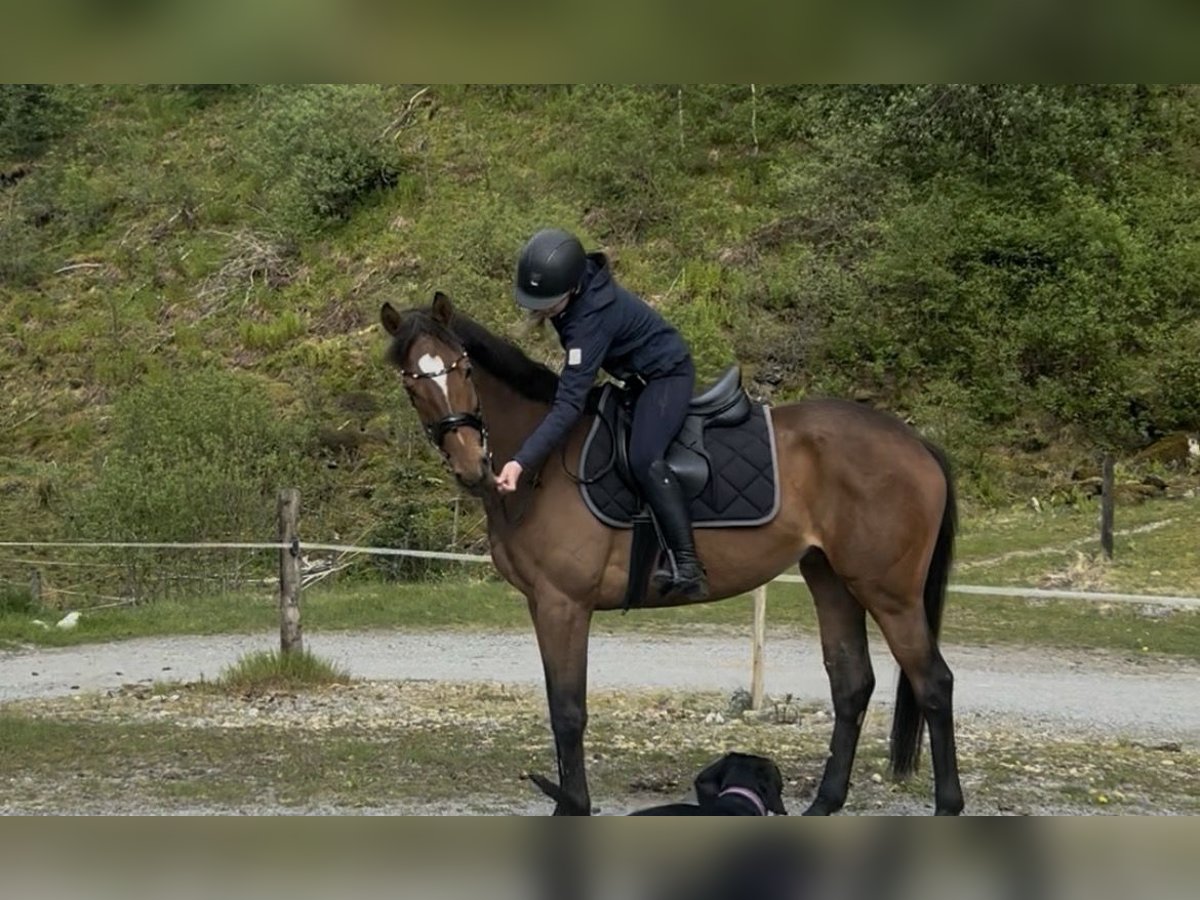 Englisches Vollblut Stute 6 Jahre 164 cm Brauner in Zielona G&#xF3;ra