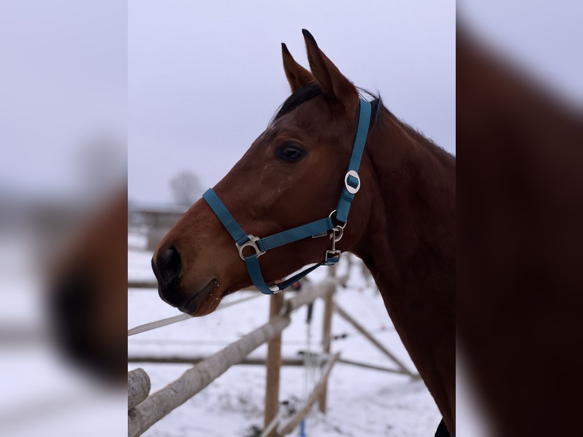 Englisches Vollblut Stute 6 Jahre 167 cm Brauner in Rohrbach