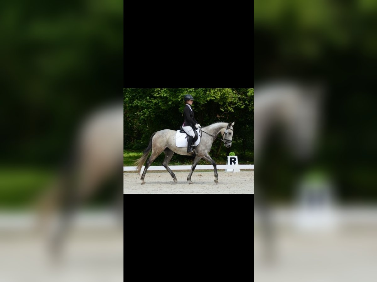 Englisches Vollblut Stute 6 Jahre 168 cm Schimmel in Berlin