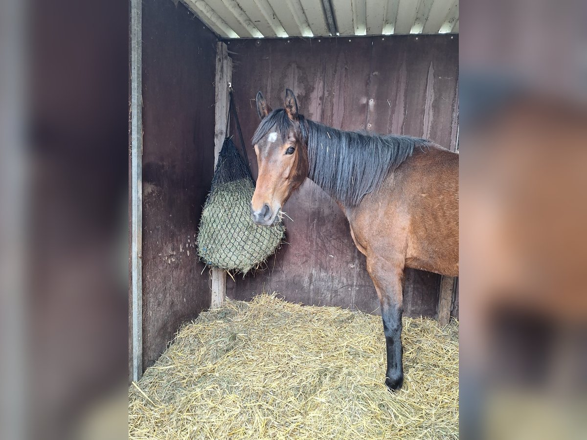 Englisches Vollblut Stute 7 Jahre 162 cm Fuchs in Cramme
