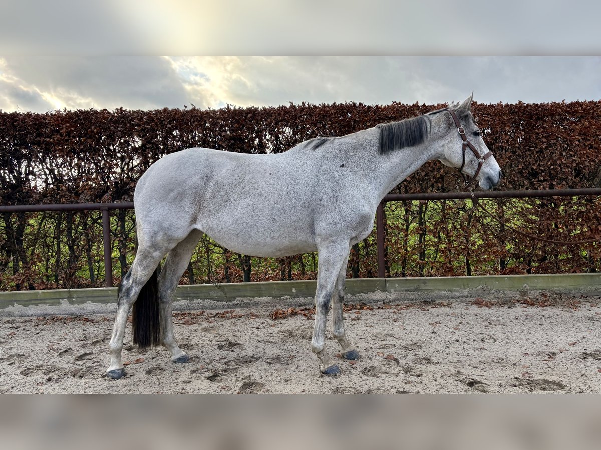 Englisches Vollblut Stute 8 Jahre 168 cm Fliegenschimmel in Hemsloh