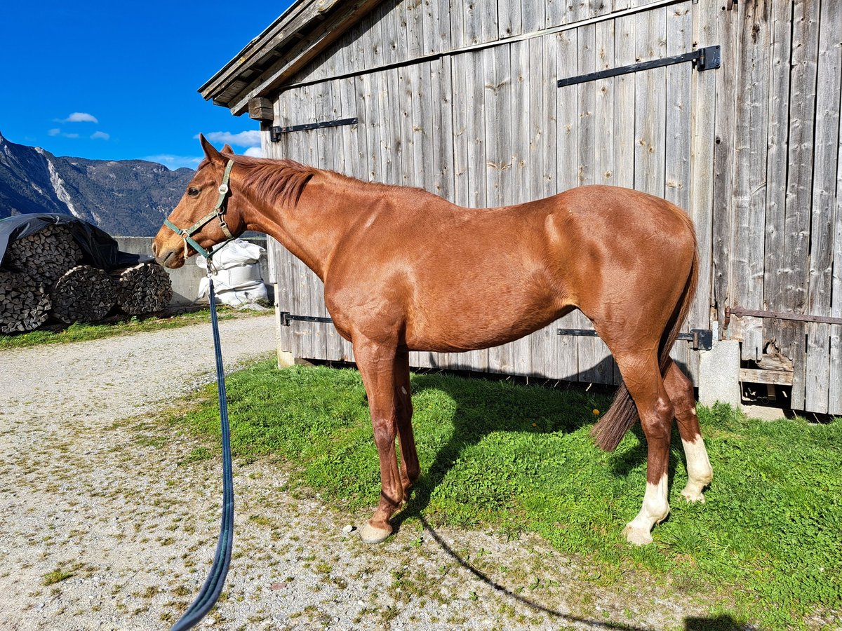 Englisches Vollblut Stute 8 Jahre 168 cm Fuchs in Kundl